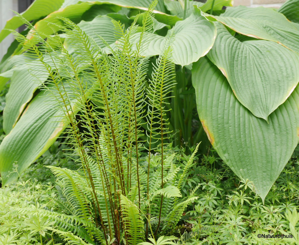 vaste planten combinatie bladplanten