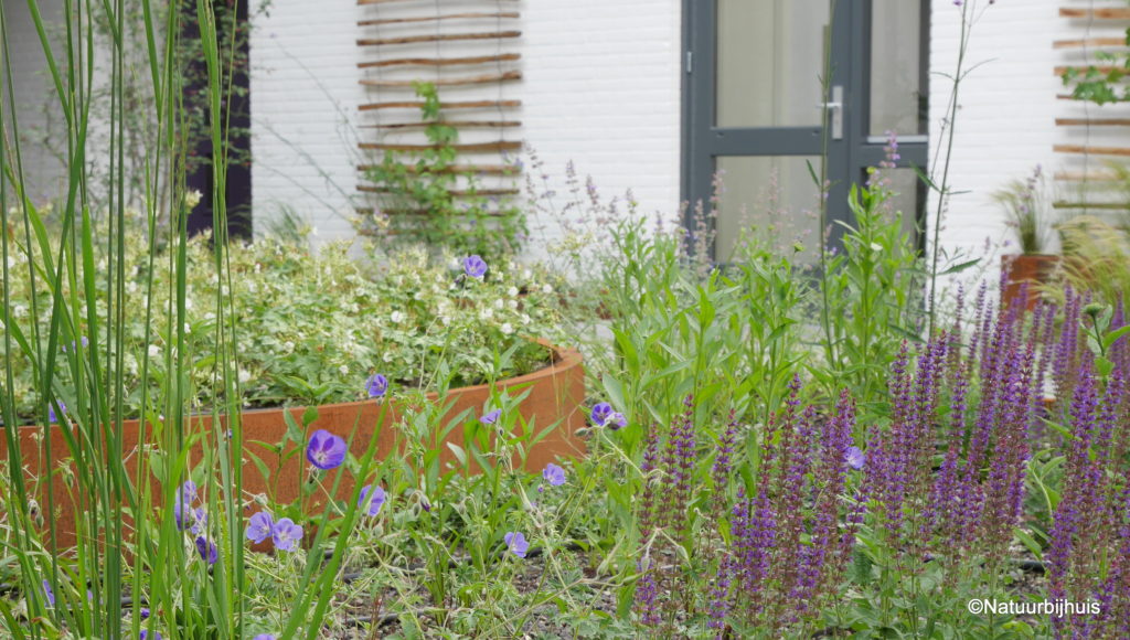 Daktuin Eindhoven ontwerp 'Natuur bij huis'