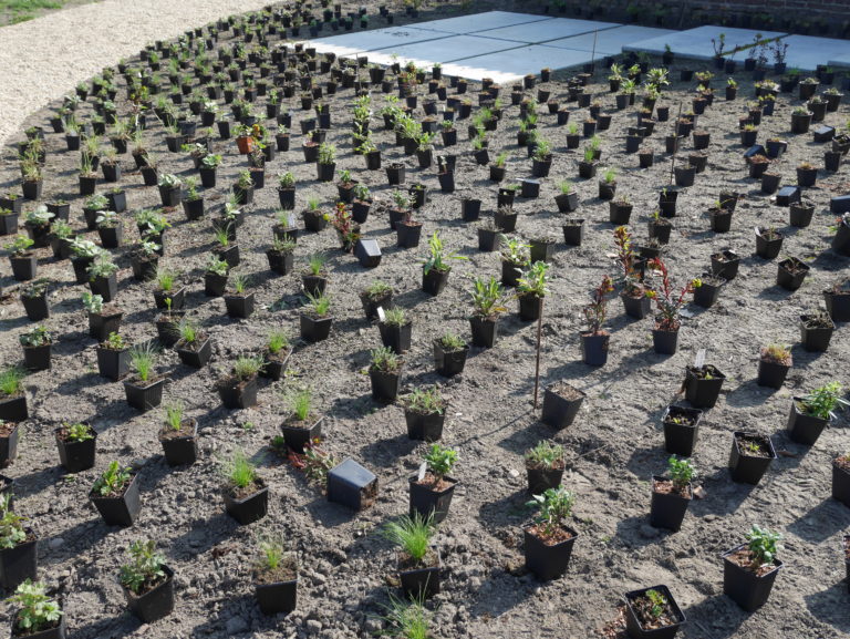 tuinaanleg uitzetten planten