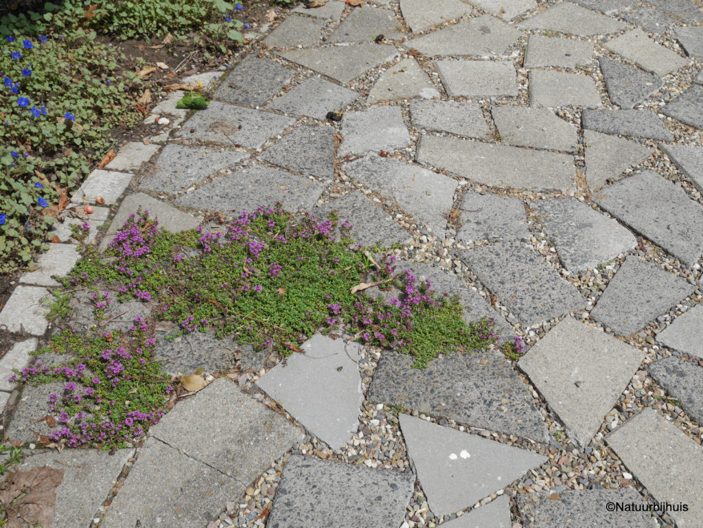 hergebruik betontegels gezamenlijke tuin CPO voormalig schoolplein