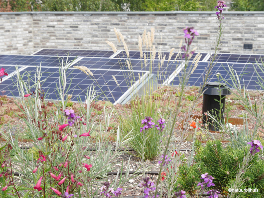 zonnepanelen op daktuin met planten