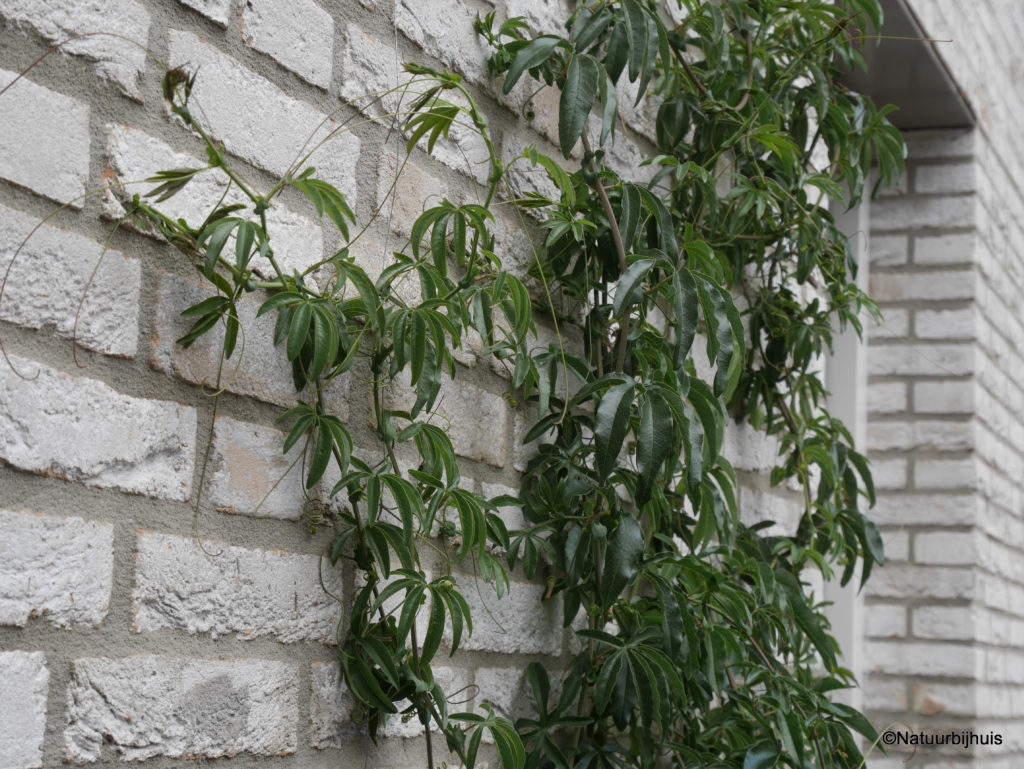 gevelgroen muur tuin klimplanten