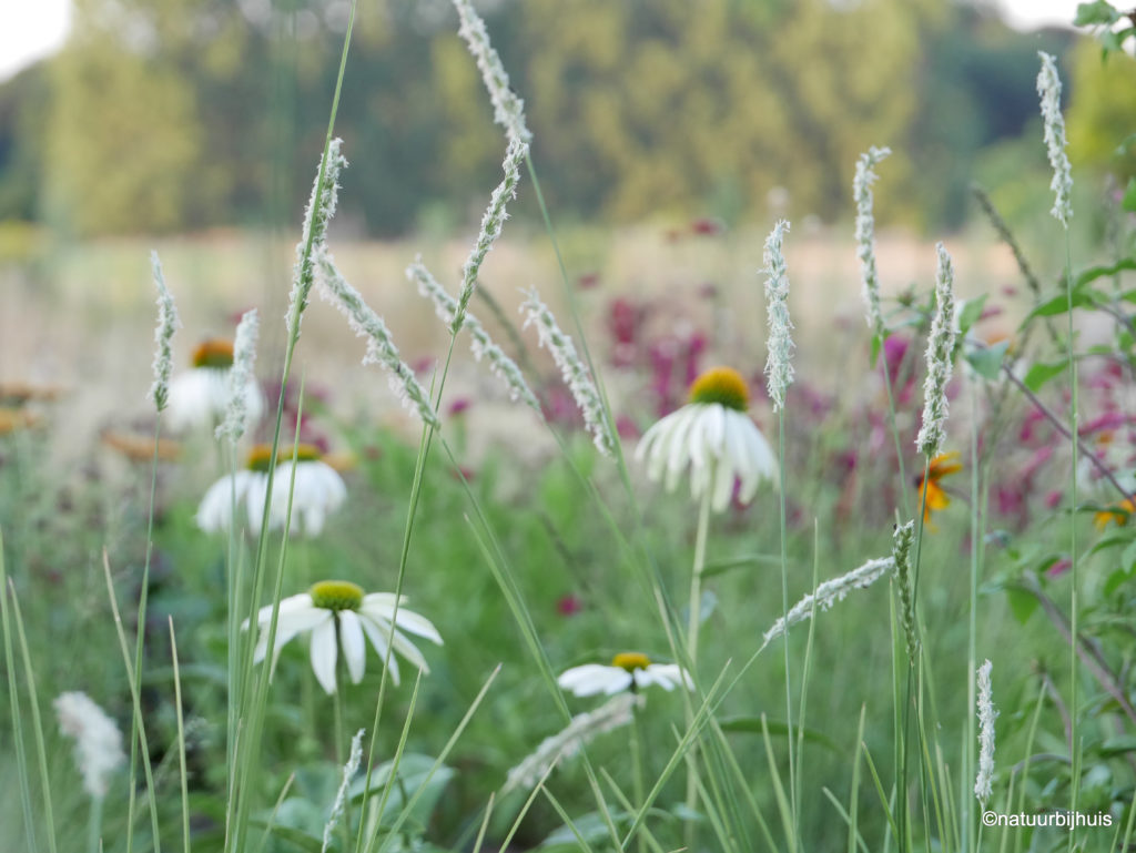 Border als een boeket zorgvuldig samengestelde vaste planten op kleur Echinace
