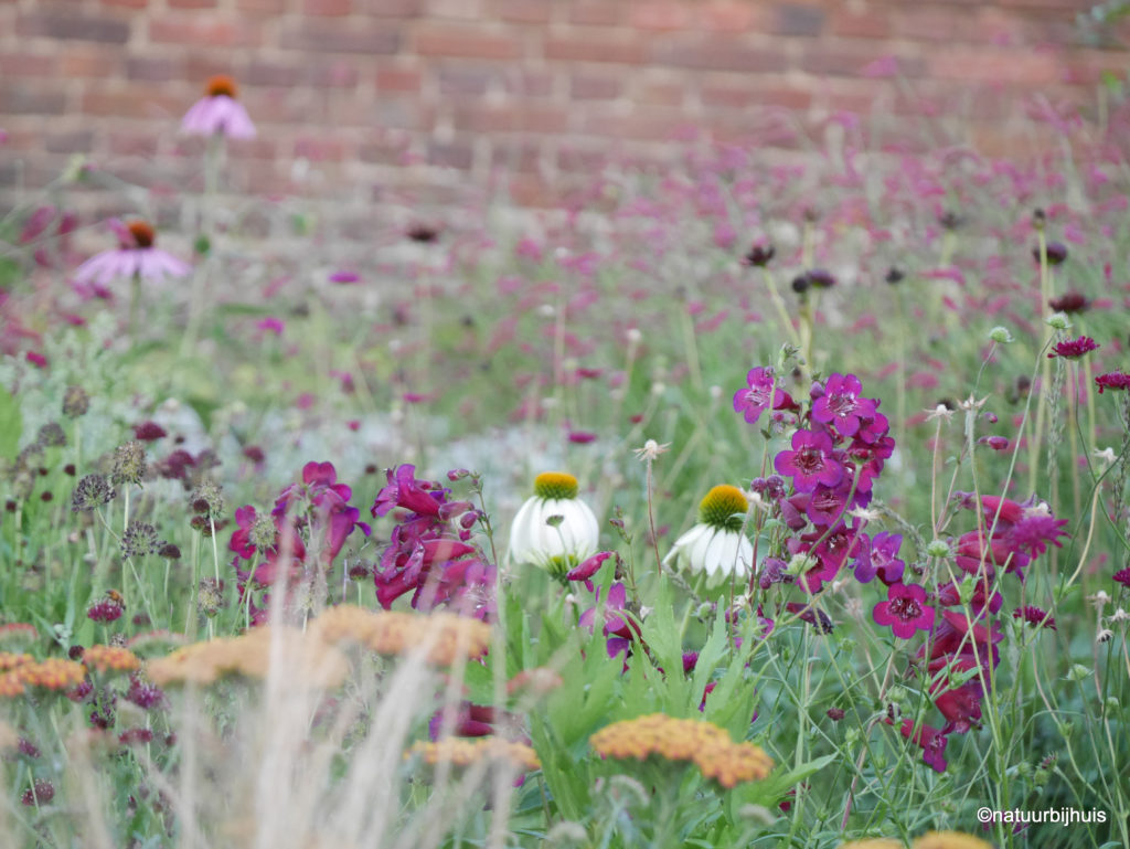 Border als een boeket zorgvuldig samengestelde vaste planten op kleur