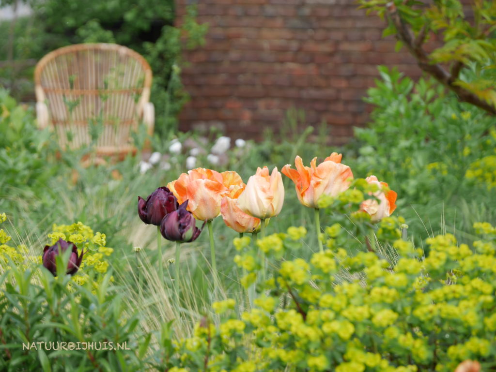 voorjaar tuin tulpen euphorbia natuurbijhuis