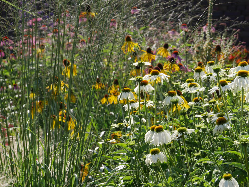 Border als een boeket beplanting Echinacea