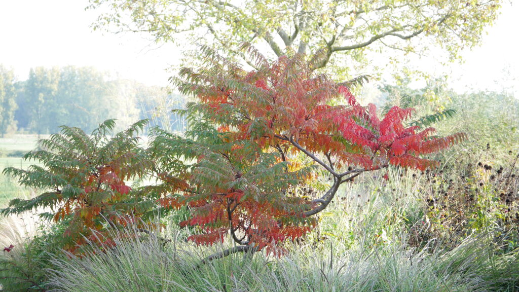 Rhus glabra laciniata in de herfst